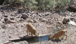 حرکت گونه های حیات وحش به سمت روستاها به دلیل خشکسالی