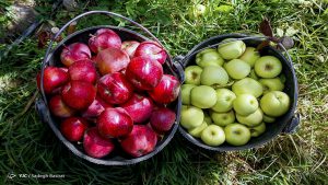 ارزانی قیمت سیب زمینی در راه است/ قیمت هر کیلو انگور یاقوتی ۳۵ هزار تومان