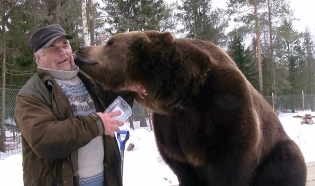 سولو کارژالاینن –معروف به مرد خرسی- با یکی از خرس‎هایش در کوسامو (فنلاند) دیده می‎شود. این مرد ۷۳ ساله به همراه برادرش ژالو، در آنجا مرکزی را اداره می‎کند که از ۲۰ خرس قهوه‎ای یتیم نگهداری می‎کند(بارکرافت مدیا)