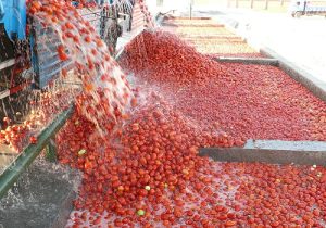 پایان دغدغه گوجه کاران در کهگیلویه و بویراحمد