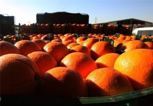 توزیع میوه تنظیم بازاری از فردا