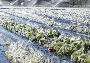 احتمال سرمازدگی محصولات کشاورزی در فارس