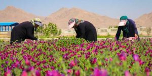 برداشت ۲۵ هزار تن گیاه دارویی در فارس