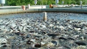 سومین استان تولید کننده ماهیان سردآبی بدون کارخانه بسته بندی