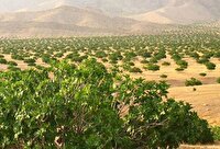 تولید بیش از ۹۰ درصد انجیر خشک ایران در فارس