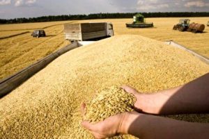 ذخیره ۷۲۸ هزار تن گندم در سیلو‌های فارس