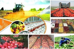 صنایع کشاورزی فارس ، رتبه نخست کشور