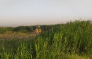 امحای مزارع آبیاری شده با فاضلاب در کازرون