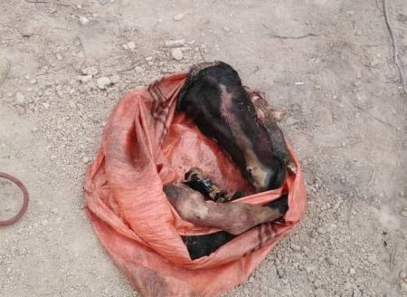 دستگیری توزیع کننده ۱۹۵ کیلوگرم گوشت غیرمجاز در جهرم