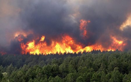 آتش سوزی در جنگل‌ های چالوس در منطقه نمک آبرود